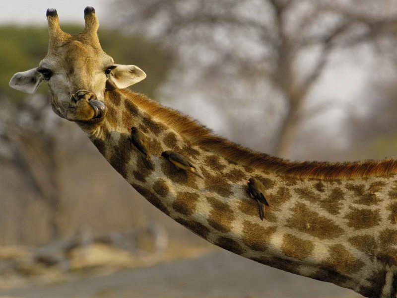 жираф, животное