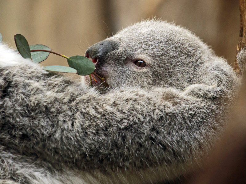 коала, дерево