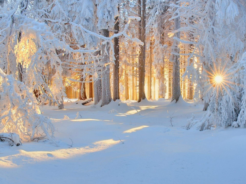 лес, снег, зима