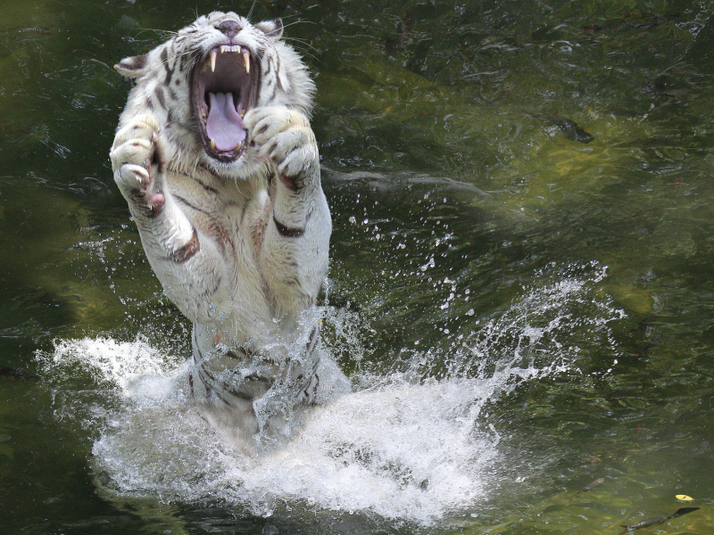 тигр, животные, вода