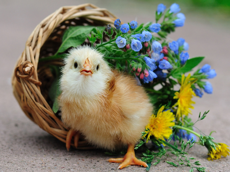 цыплёнок, корзина, цветы