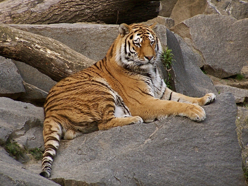 тигр, животное, лежит