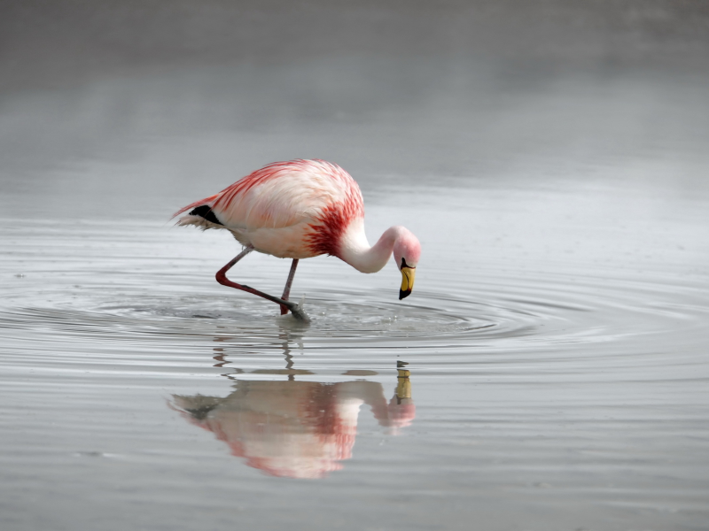 фламинго, розовый, пти, вода