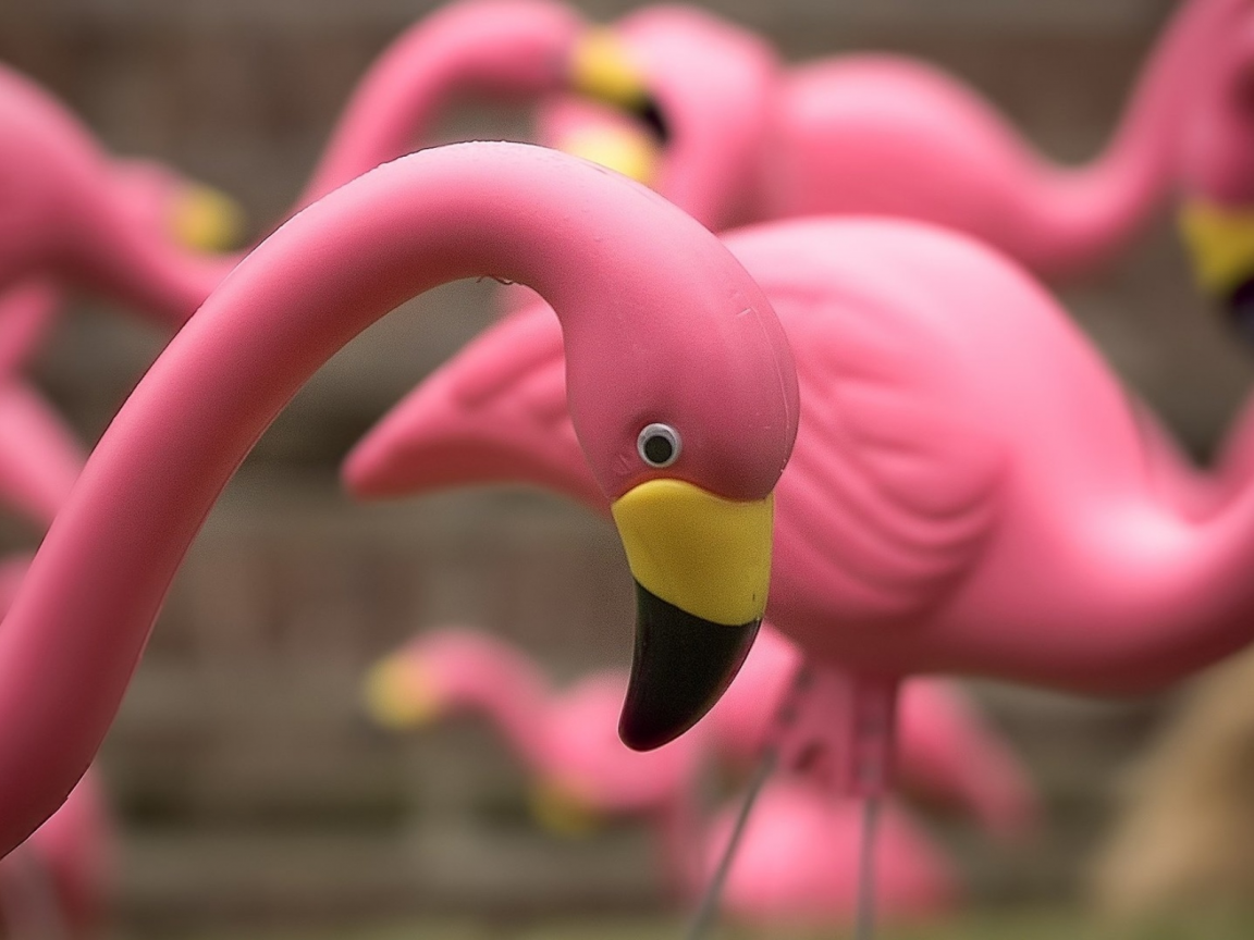 фламинго, розовый, птица