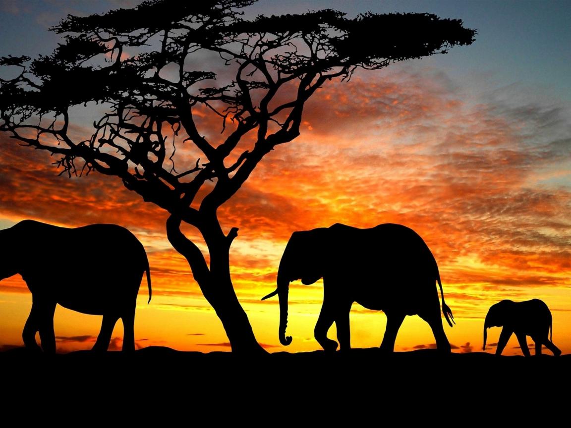 слоны, африка, закат