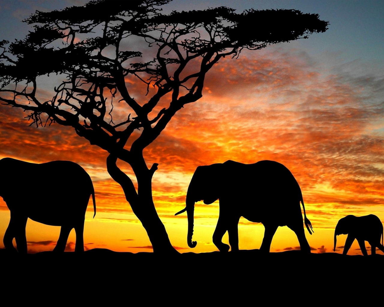 слоны, африка, закат