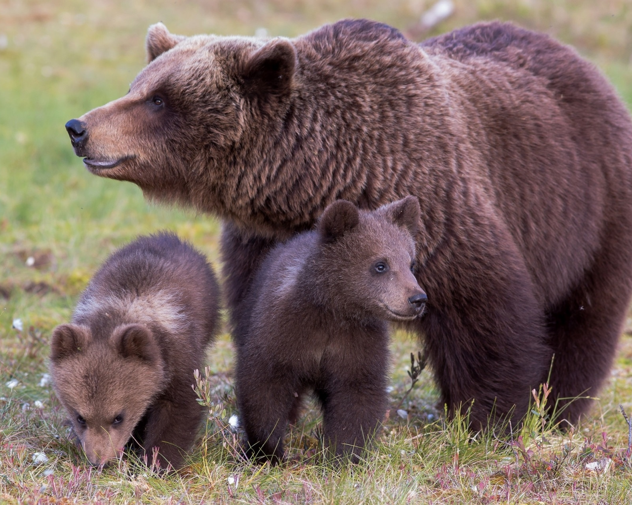 медведи, медведица, медвежата, семья
