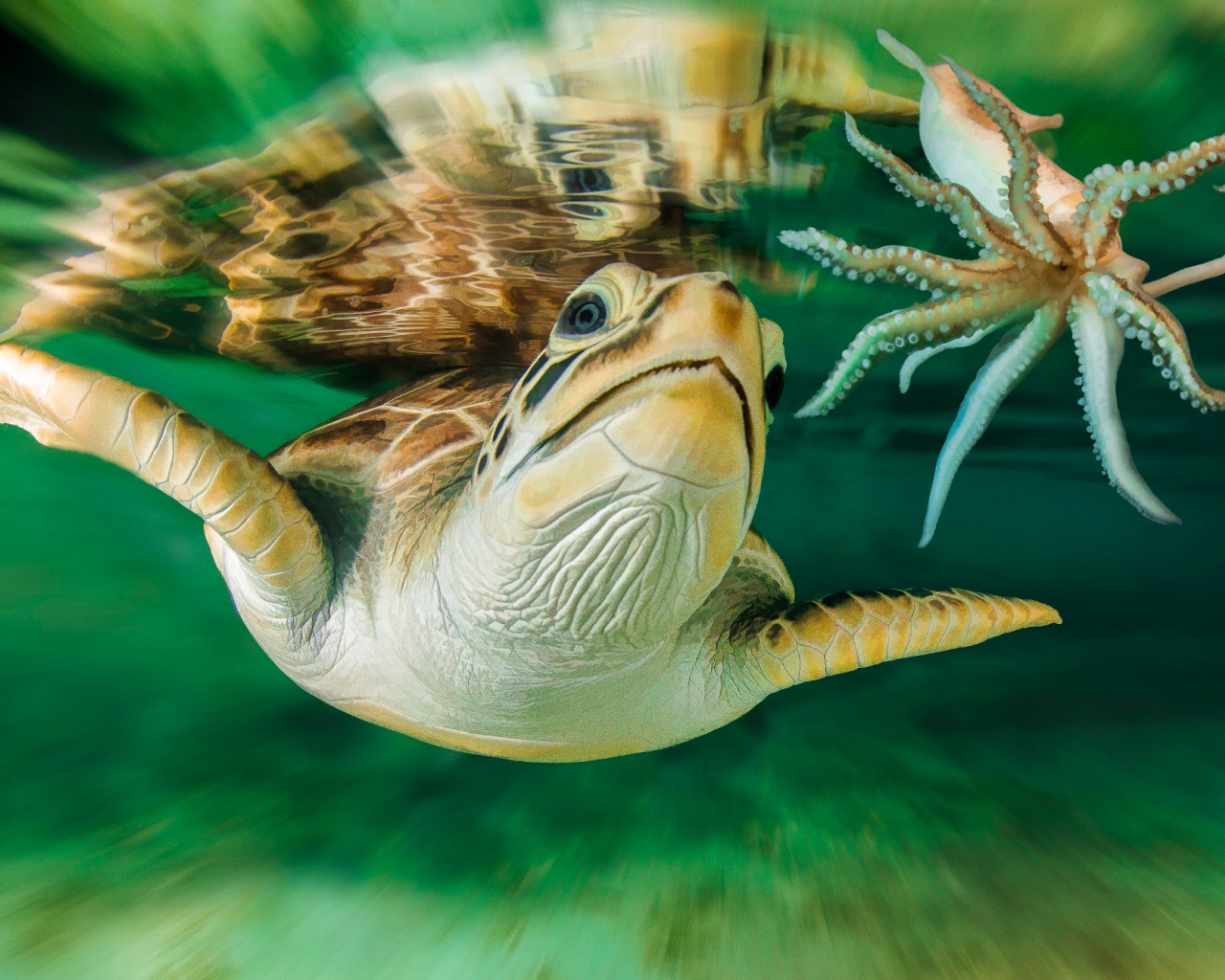 под водой, черепаха
