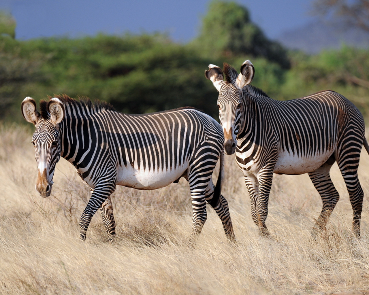 зебры, африка