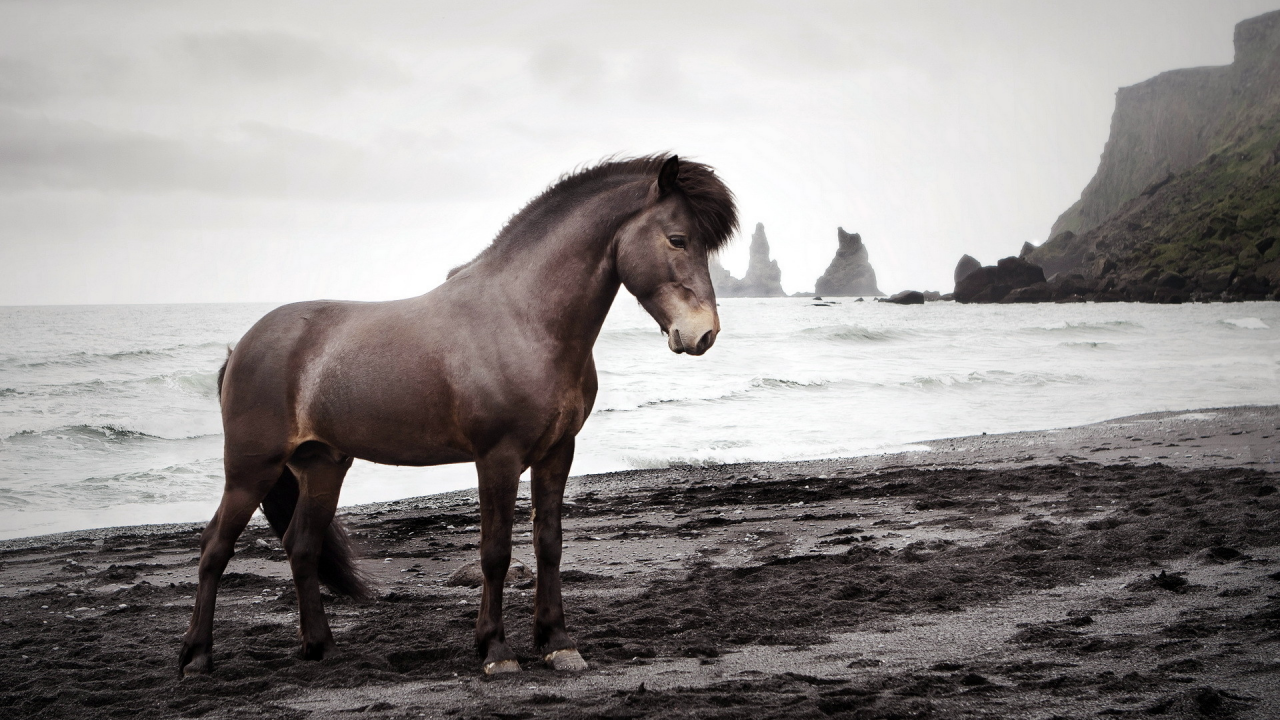 лошадь, животное, берег моря