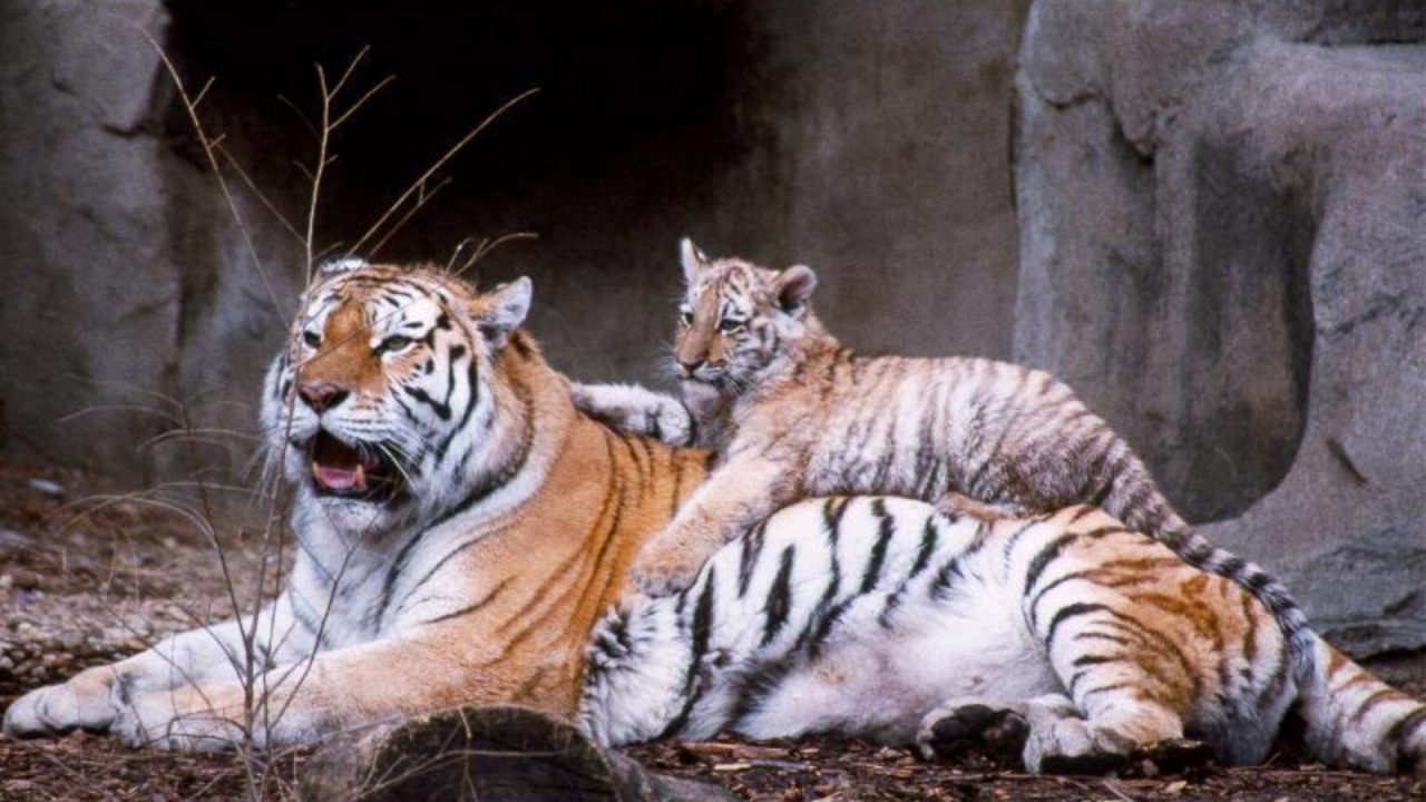 тигр, тигрёнок, животные