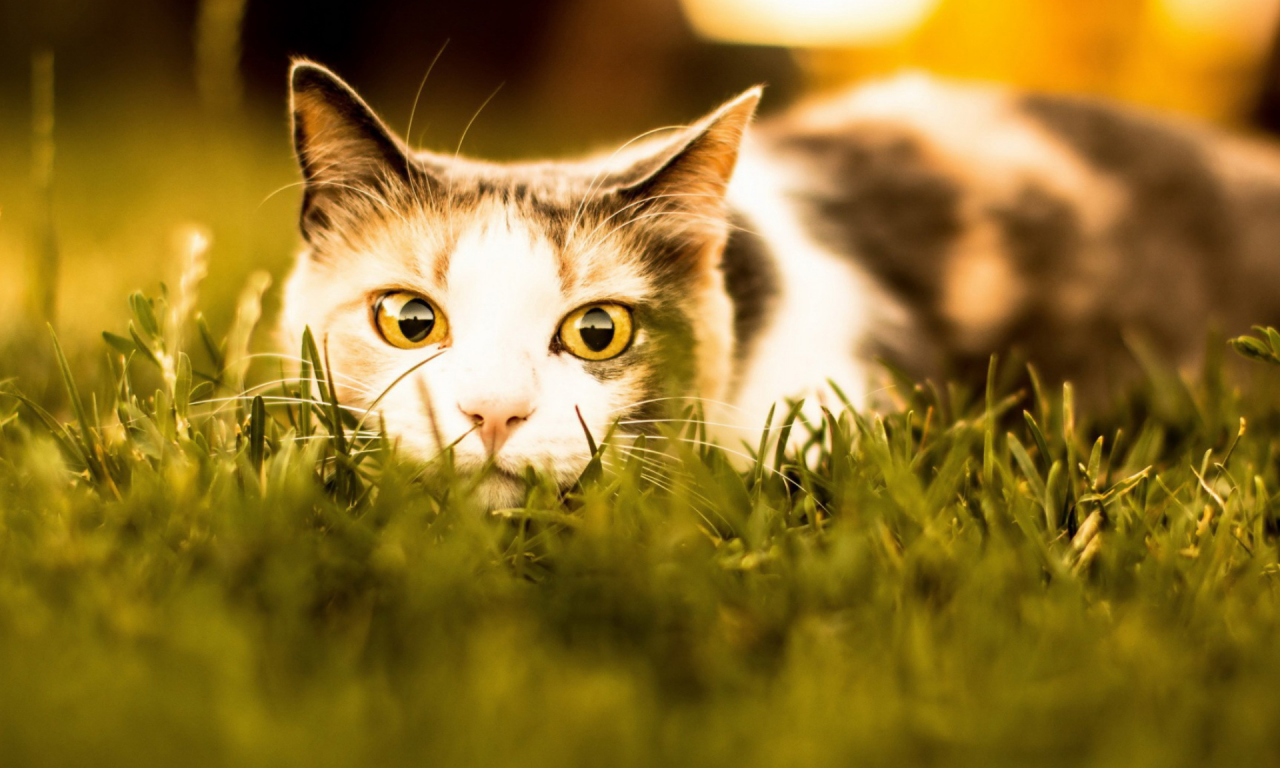 кошка, глаза, в траве