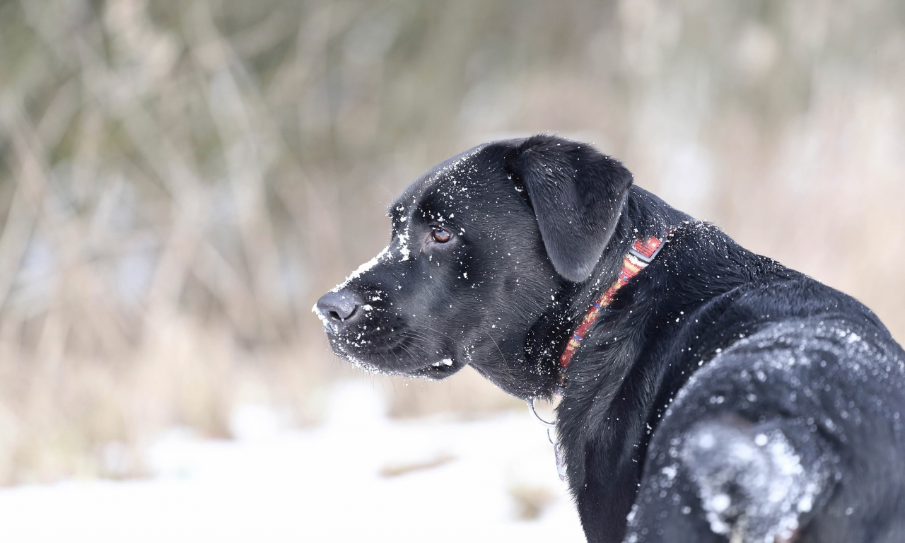 пёс, снег