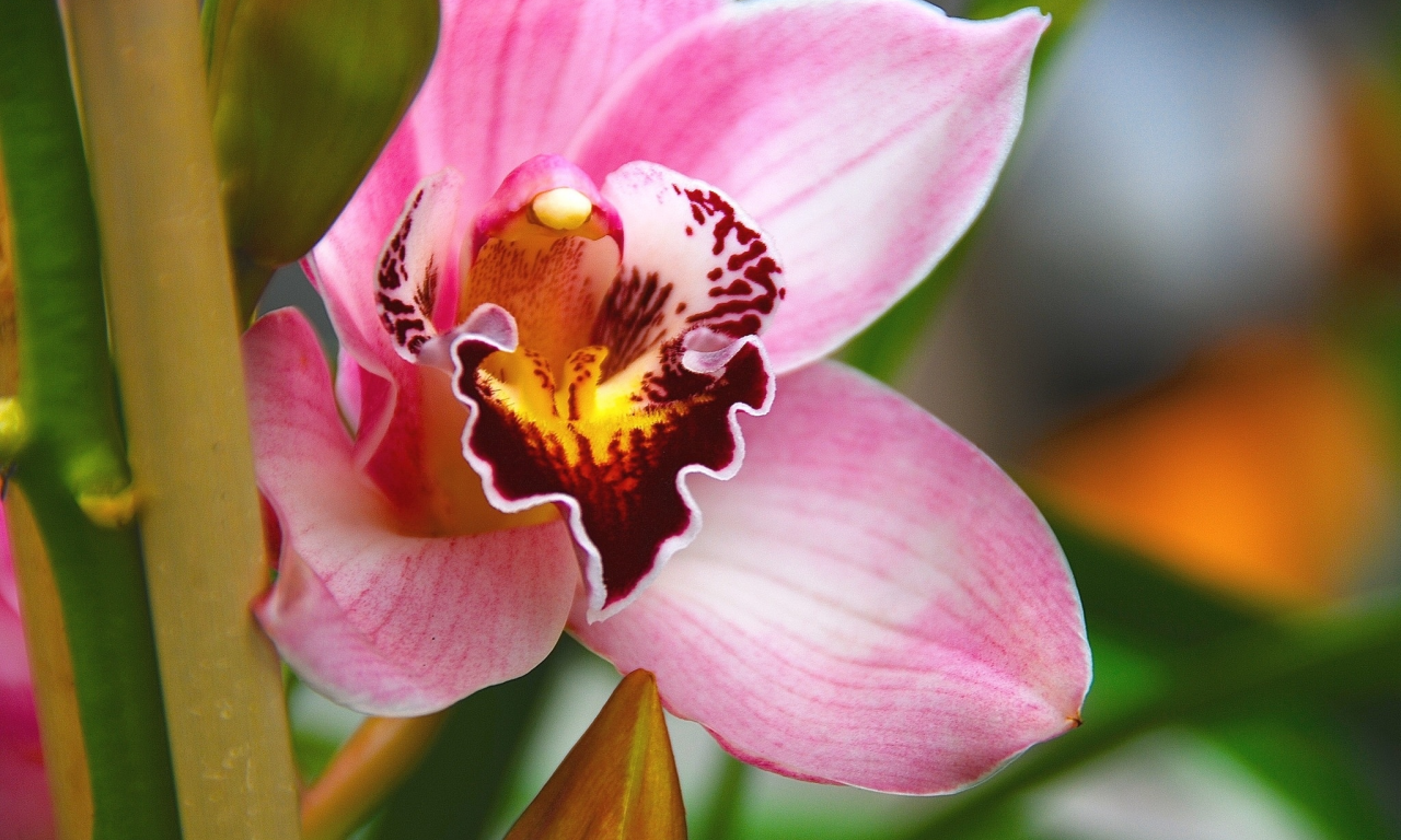 орхидеи, розовые орхидеи