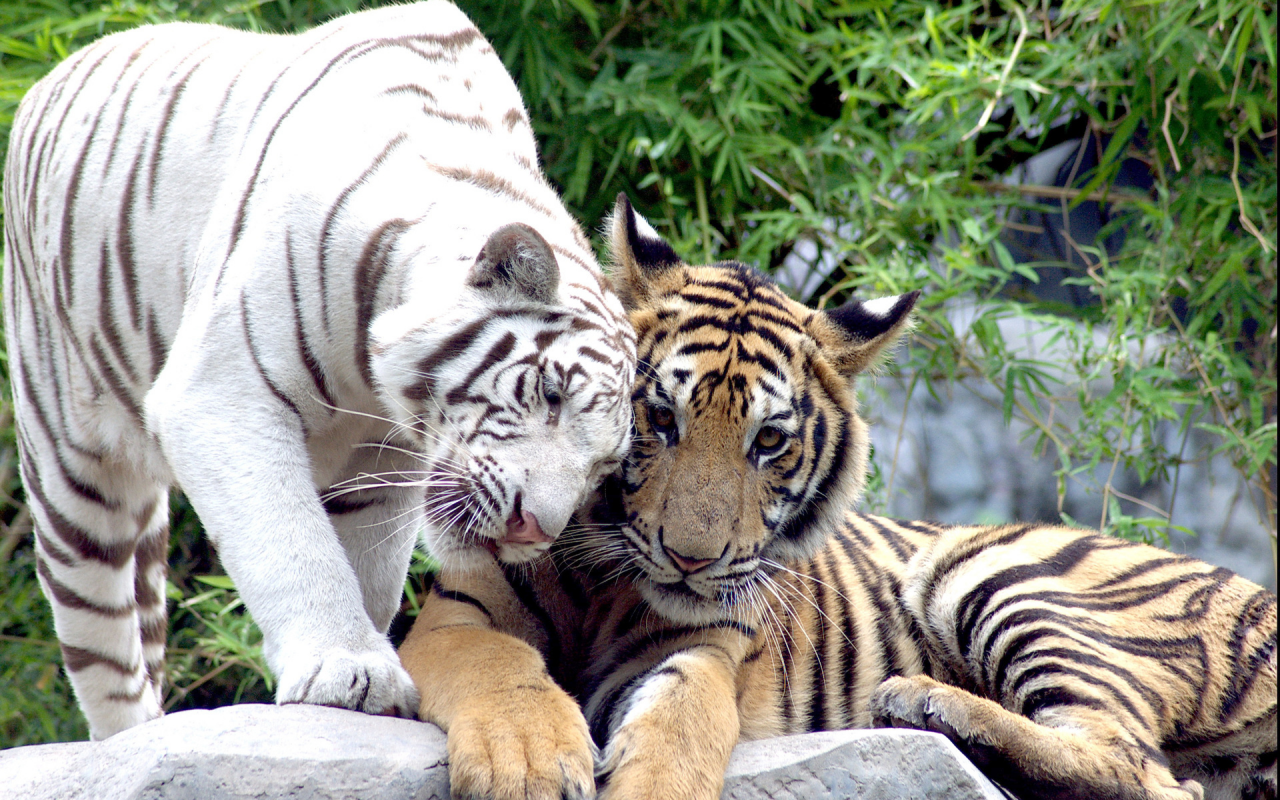 тигры, животные, хищники
