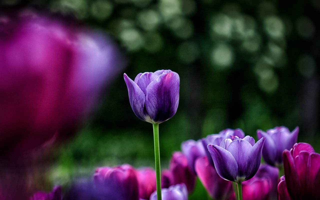 тюльпан, фиолетовый