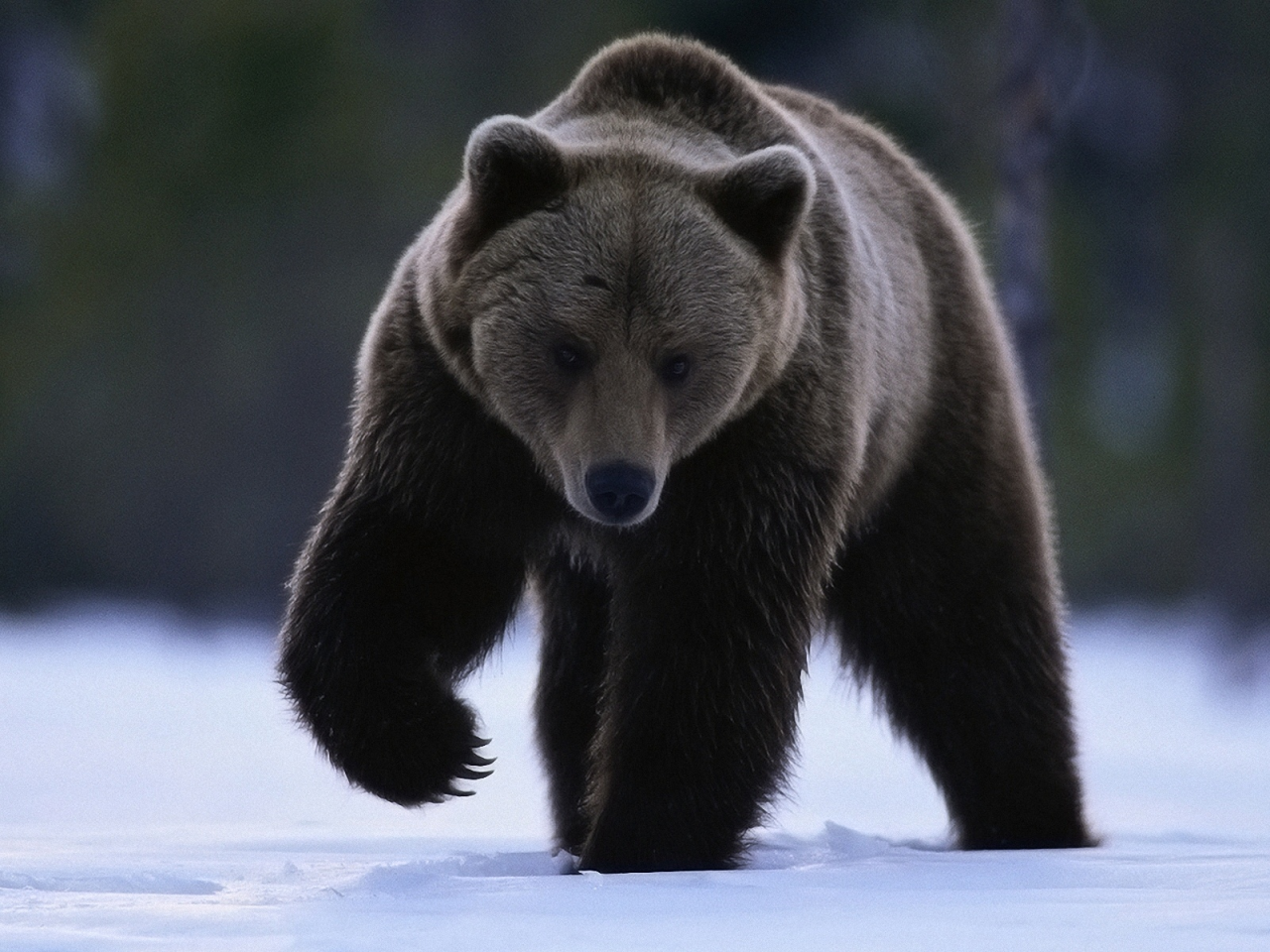 медведь, животные, снег
