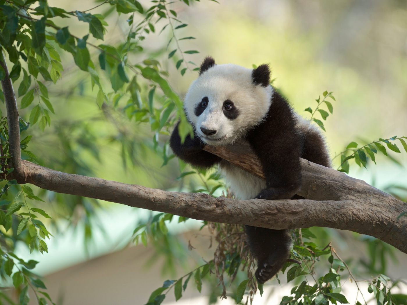 панда, дерево