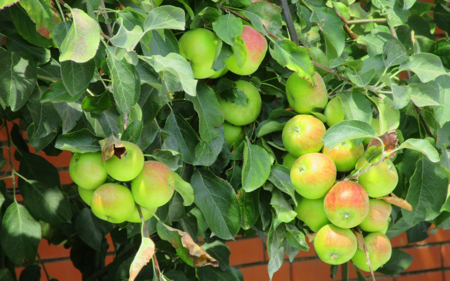 mamala, лето 2018, яблоки