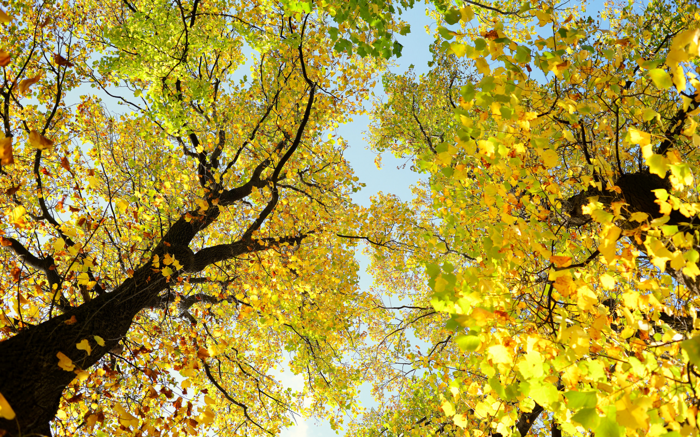 деревья, ствол, листья, небо