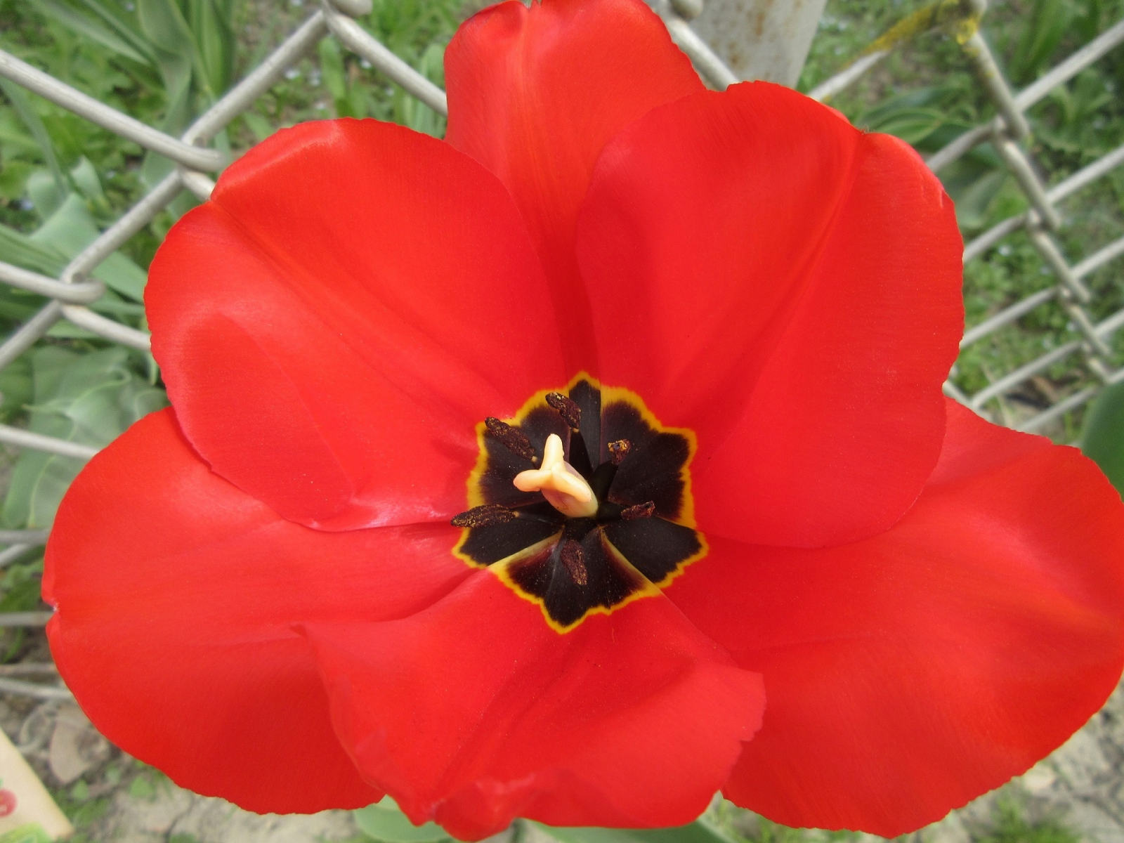 mamala, весна 2018, тюльпан