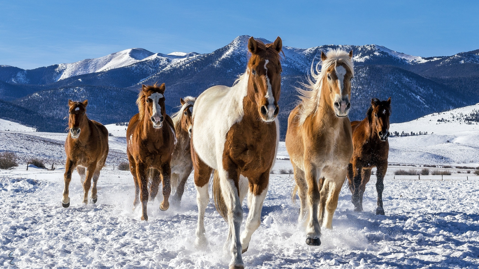 снег, лошади