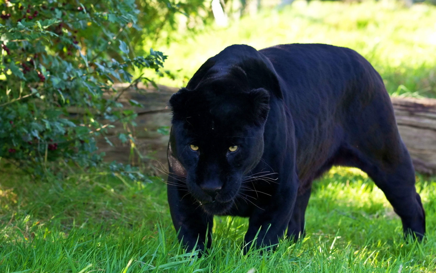 пантера, чёрная, хищник