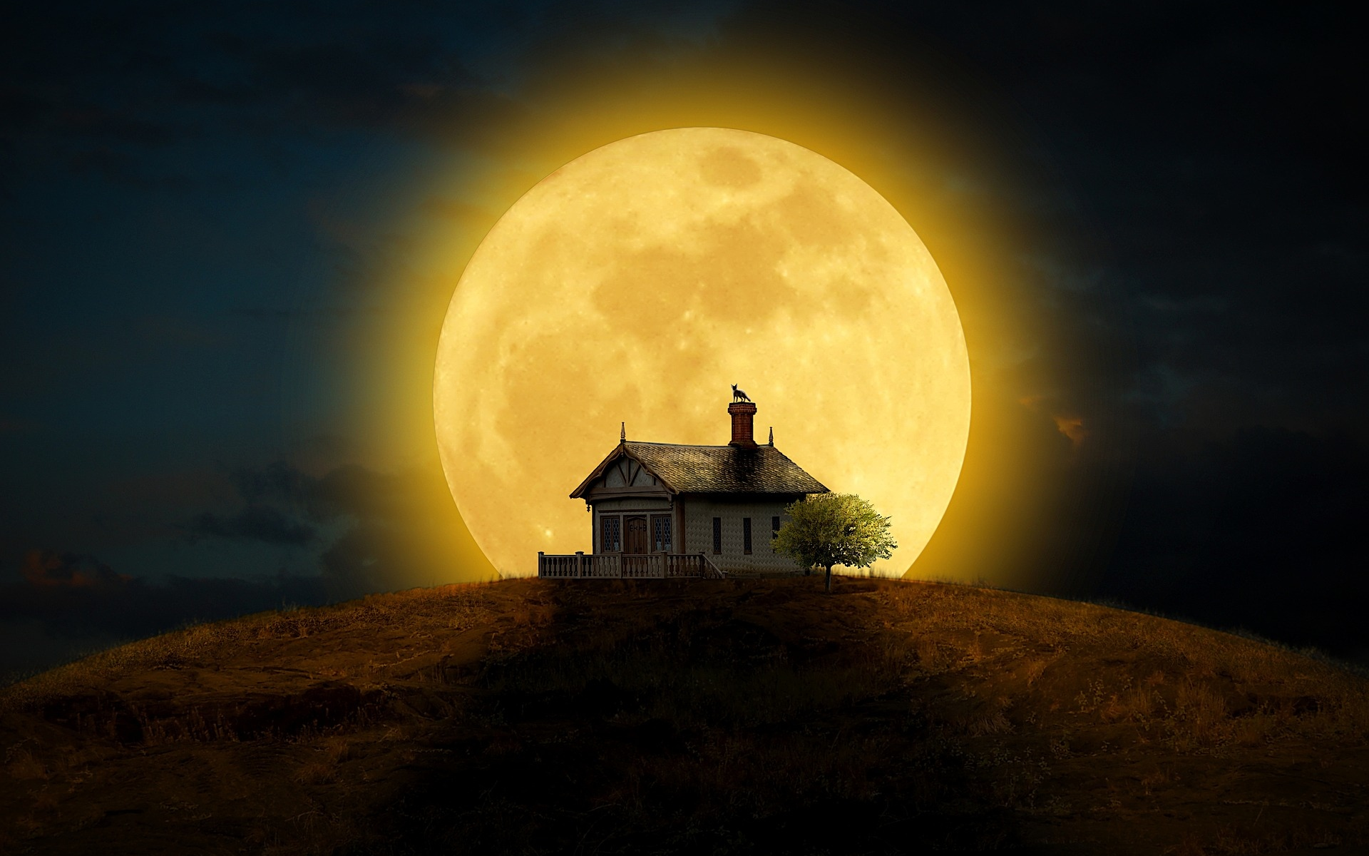 дом, ночь, луна, кошка