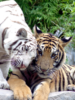 тигры, животные, хищники