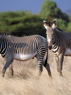 зебры, африка