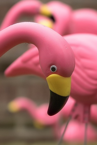 фламинго, розовый, птица