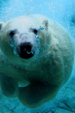 белый медведь, под водой