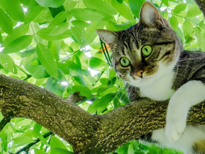 кот, взгляд, животное, на дереве