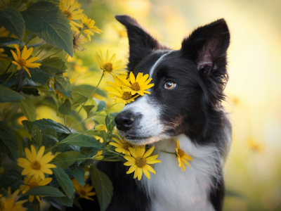 собака, взгляд, цветы