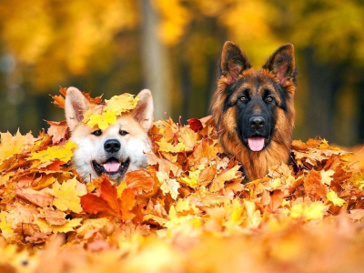собачки, листья, осень