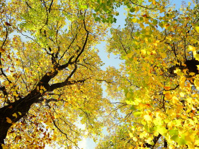 деревья, ствол, листья, небо
