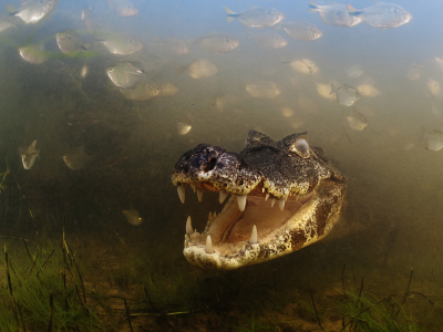 вода, крокодил