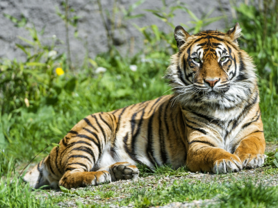 тигр, взгляд, трава