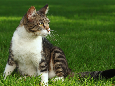 кошка, животное, сидит на траве