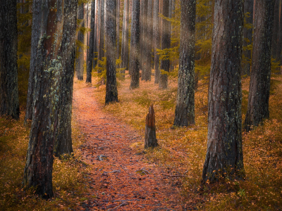 лес, норвегия