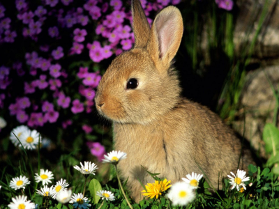 кролик, маленький, цветы