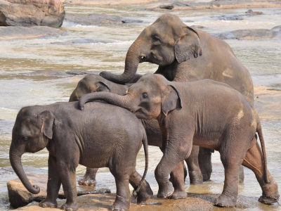слоны, индийские
