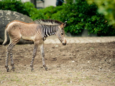 зебра, животное