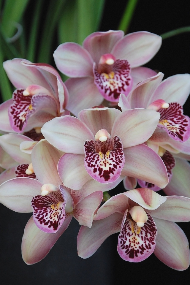 орхидеи, розовые орхидеи, тёмный фон