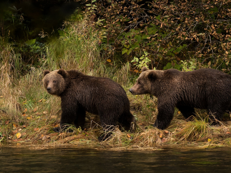 медведи, берег река, животные