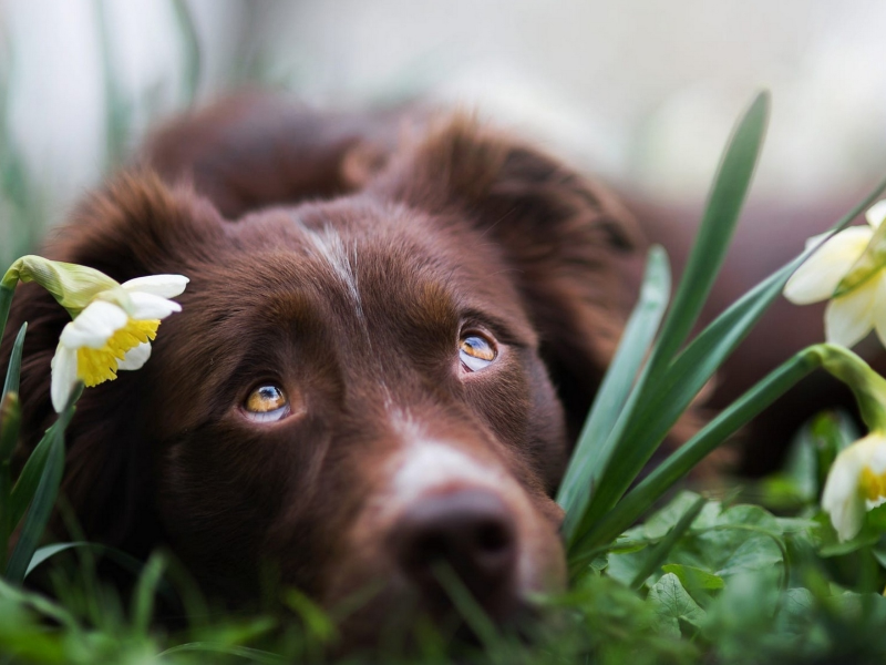 собака, взгляд, цветы
