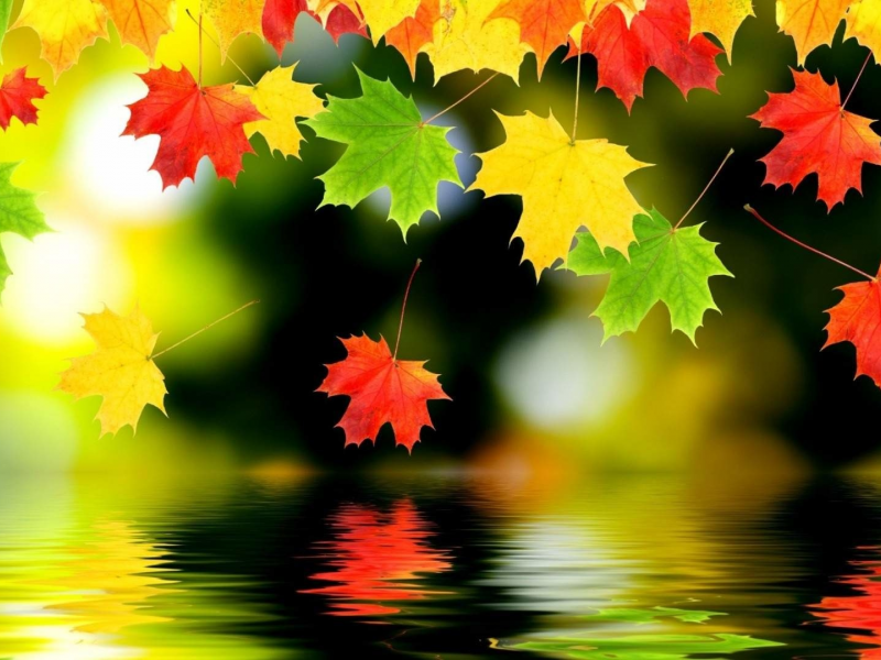 вода, листья, отражение