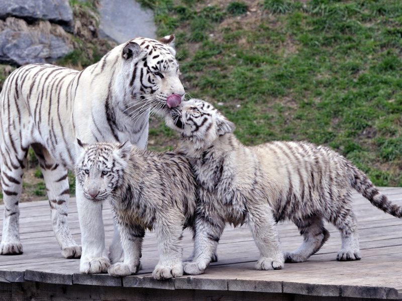 тигры, белые тигры