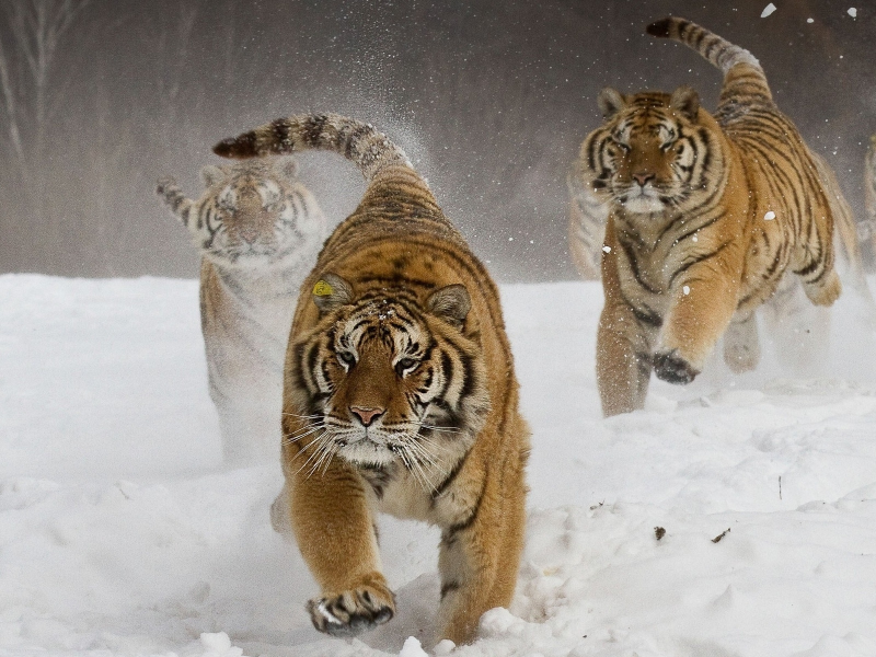 тигры, животные, кошки