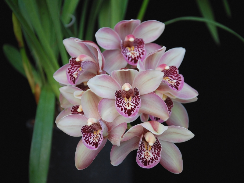 орхидеи, розовые орхидеи, тёмный фон